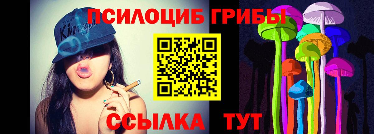 Псилоцибиновые грибы Psilocybe Канск